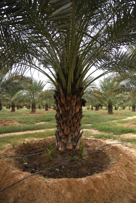 Eritrea: The Rise of the Date Palm Sector
